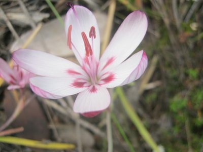 Geissorhiza roseoalba, photographed by Di Turner