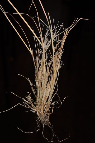 Agrostis petriei, photographed by Pieter Pelser