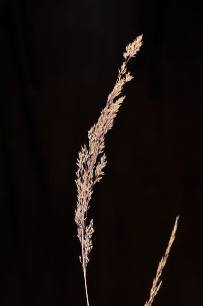 Agrostis petriei, photographed by Pieter Pelser