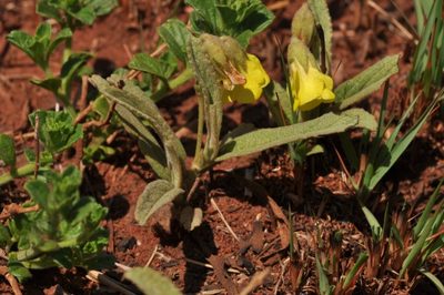 Hermannia lancifolia, photographed by Andrew Hankey