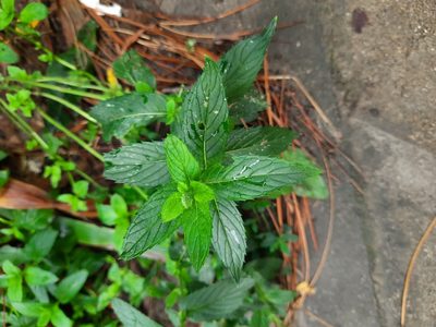 Mentha spicata, photographed by София Р.