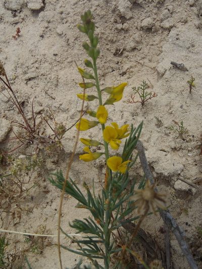 Lebeckia ambigua, photographed by Nicola van Berkel