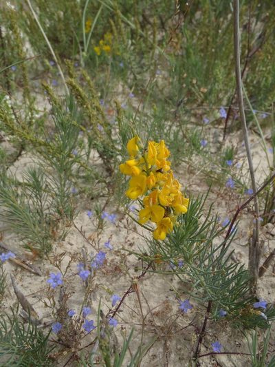 Lebeckia ambigua, photographed by Nicola van Berkel