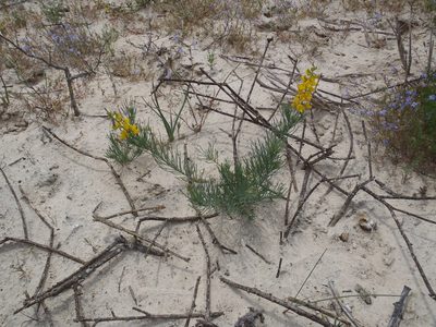 Lebeckia ambigua, photographed by Nicola van Berkel