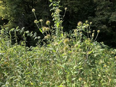Dipsacus strigosus, photographed by Pavel Kacl