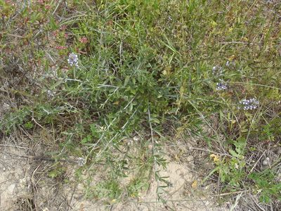 Psoralea venusta, photographed by Nicola van Berkel