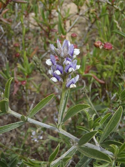 Psoralea venusta, photographed by Nicola van Berkel