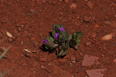 Polygala transvaalensis, photographed by Andrew Hankey