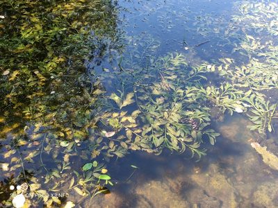 Potamogeton lucens, photographed by Марина Давлетшина