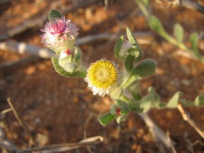 Helichrysum argyrosphaerum, photographed by douglaseustonbrown
