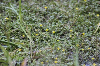 Ranunculus gmelinii, photographed by Tatiana Strus