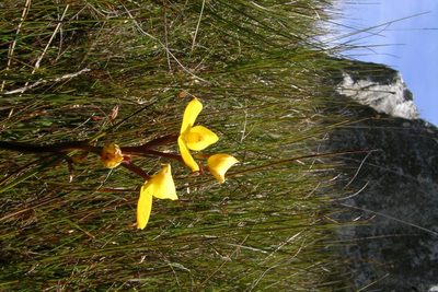 Disa aurata, photographed by jillblignaut