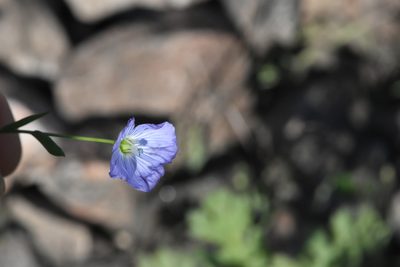 Linum usitatissimum, photographed by Марина Садыкова