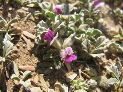 Cullen tomentosum, photographed by douglaseustonbrown