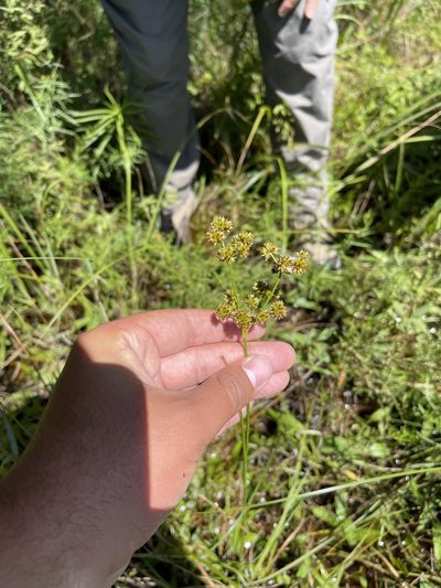 Juncus canadensis, photographed by Brandon Corder