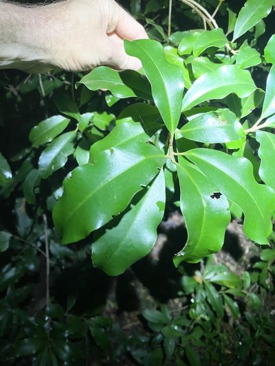 Myrsine howittiana, photographed by Greg Tasney