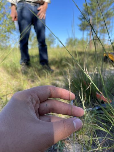 Aristida basiramea, photographed by Brandon Corder