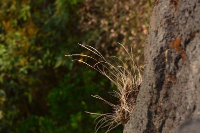 Tripogon lisboae, photographed by S.MORE