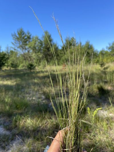 Aristida basiramea, photographed by Brandon Corder