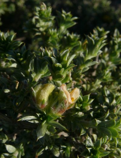 Aspalathus polycephala, photographed by Tony Rebelo