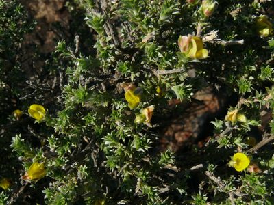 Aspalathus polycephala, photographed by Tony Rebelo