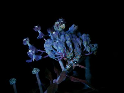 Asclepias texana, photographed by Michelle W. （鍾偉瑋）