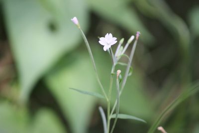 Epilobium palustre, photographed by Tatiana Strus