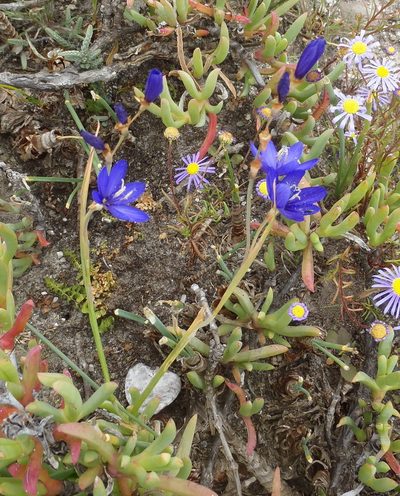 Geissorhiza lewisiae, photographed by Nicola van Berkel