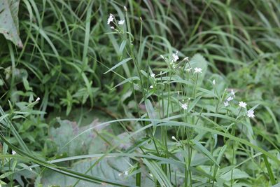 Epilobium palustre, photographed by Tatiana Strus