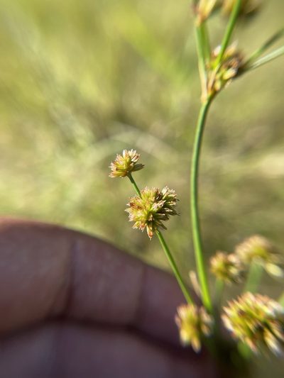 Juncus canadensis, photographed by Brandon Corder