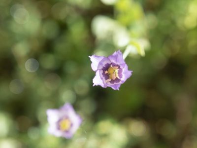 Eustoma exaltatum, photographed by caymanmatt