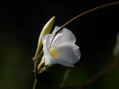 Rhabdadenia biflora, photographed by caymanmatt