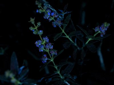 Buddleja racemosa, photographed by Michelle W. （鍾偉瑋）