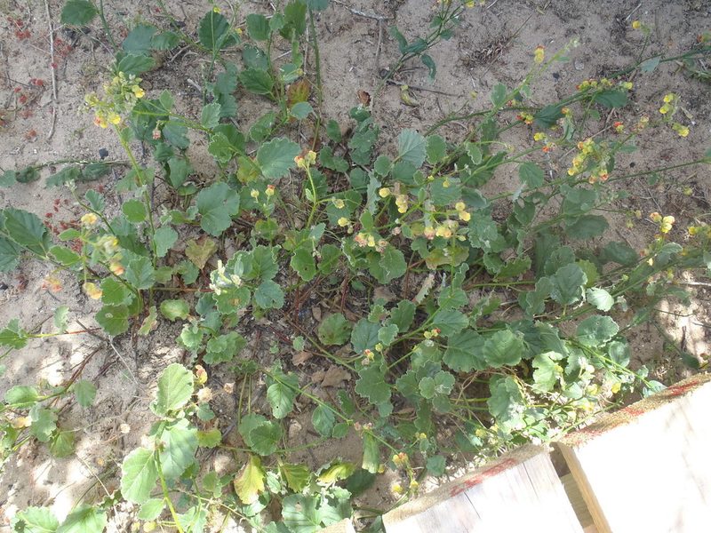 Hermannia scordifolia, photographed by Nicola van Berkel