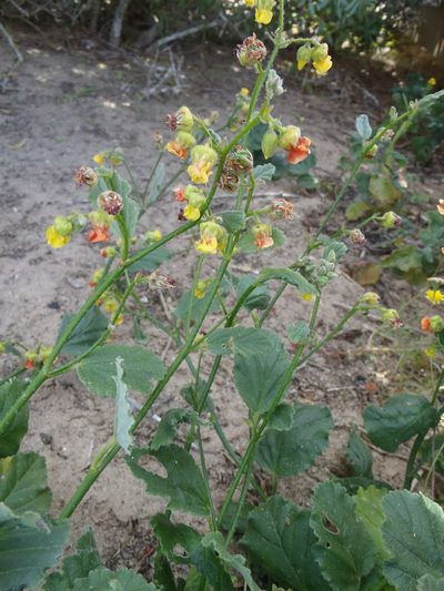 Hermannia scordifolia, photographed by Nicola van Berkel