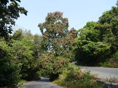 Terminalia paniculata, photographed by Dinesh Valke