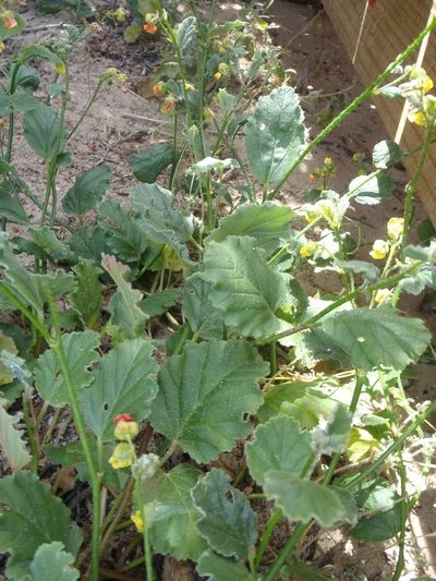 Hermannia scordifolia, photographed by Nicola van Berkel