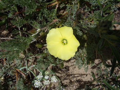 Grielum grandiflorum, photographed by Nicola van Berkel