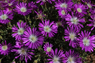 Drosanthemum oculatum, photographed by Tony Rebelo