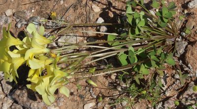 Oxalis copiosa, photographed by Tony Rebelo