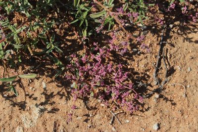 Aizoon sarcophyllum, photographed by Tony Rebelo
