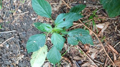 Acalypha australis, photographed by Алена Ручка