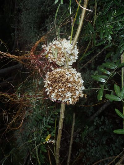 Cuscuta africana, photographed by Di Turner