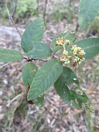 Pomaderris lanigera, photographed by prossington