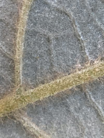 Pomaderris lanigera, photographed by prossington