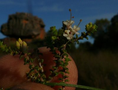 Macrostylis squarrosa, photographed by Tony Rebelo