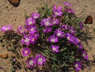 Drosanthemum oculatum, photographed by Tony Rebelo