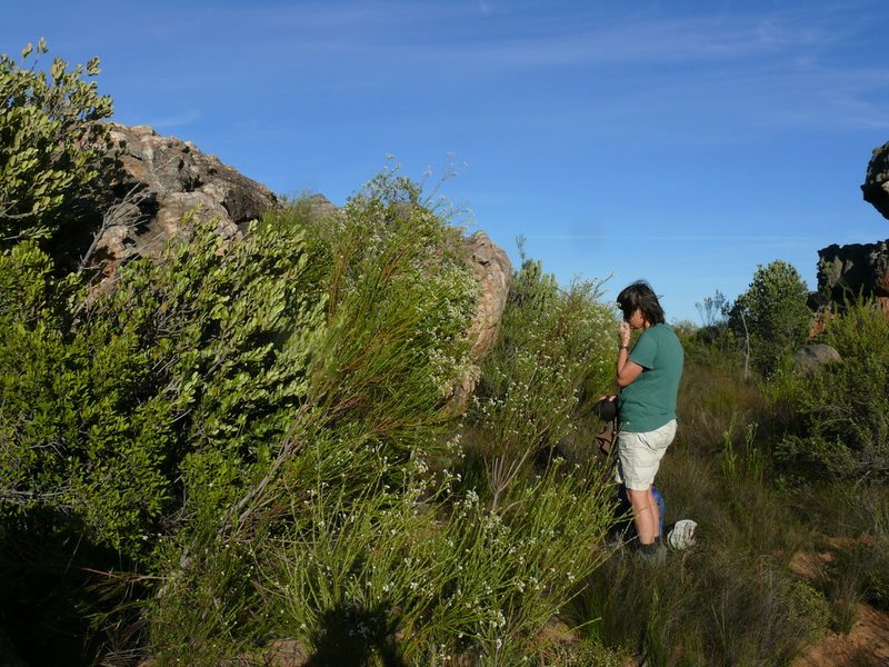 Phylica cryptandroides, photographed by Tony Rebelo