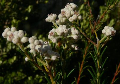Phylica cryptandroides, photographed by Tony Rebelo