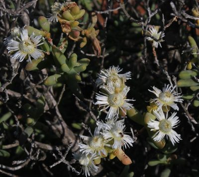 Stoeberia utilis, photographed by Tony Rebelo